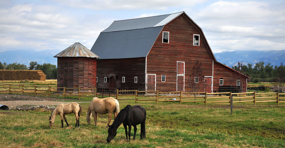 4 Things that Should Be a Part of Your Horse’s Daily Diet