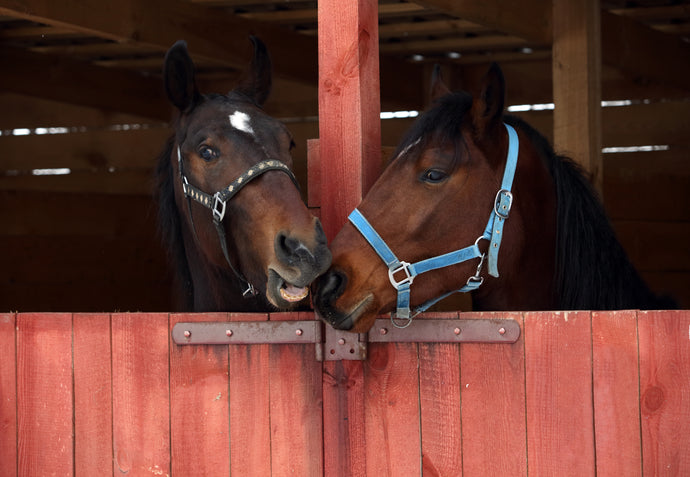 Support for nervous and anxious horses