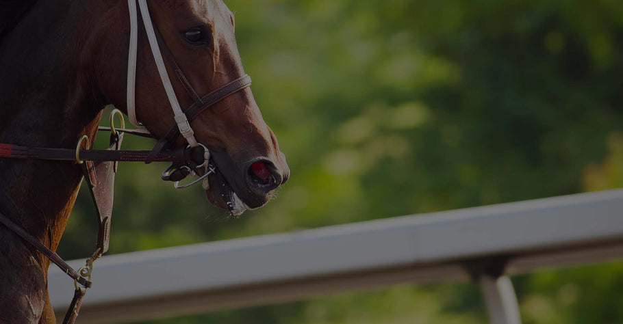 How To Tell Your Horse Is Ready To Race