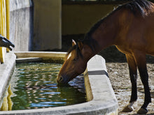 Load image into Gallery viewer, Equi Defence Immune Support
